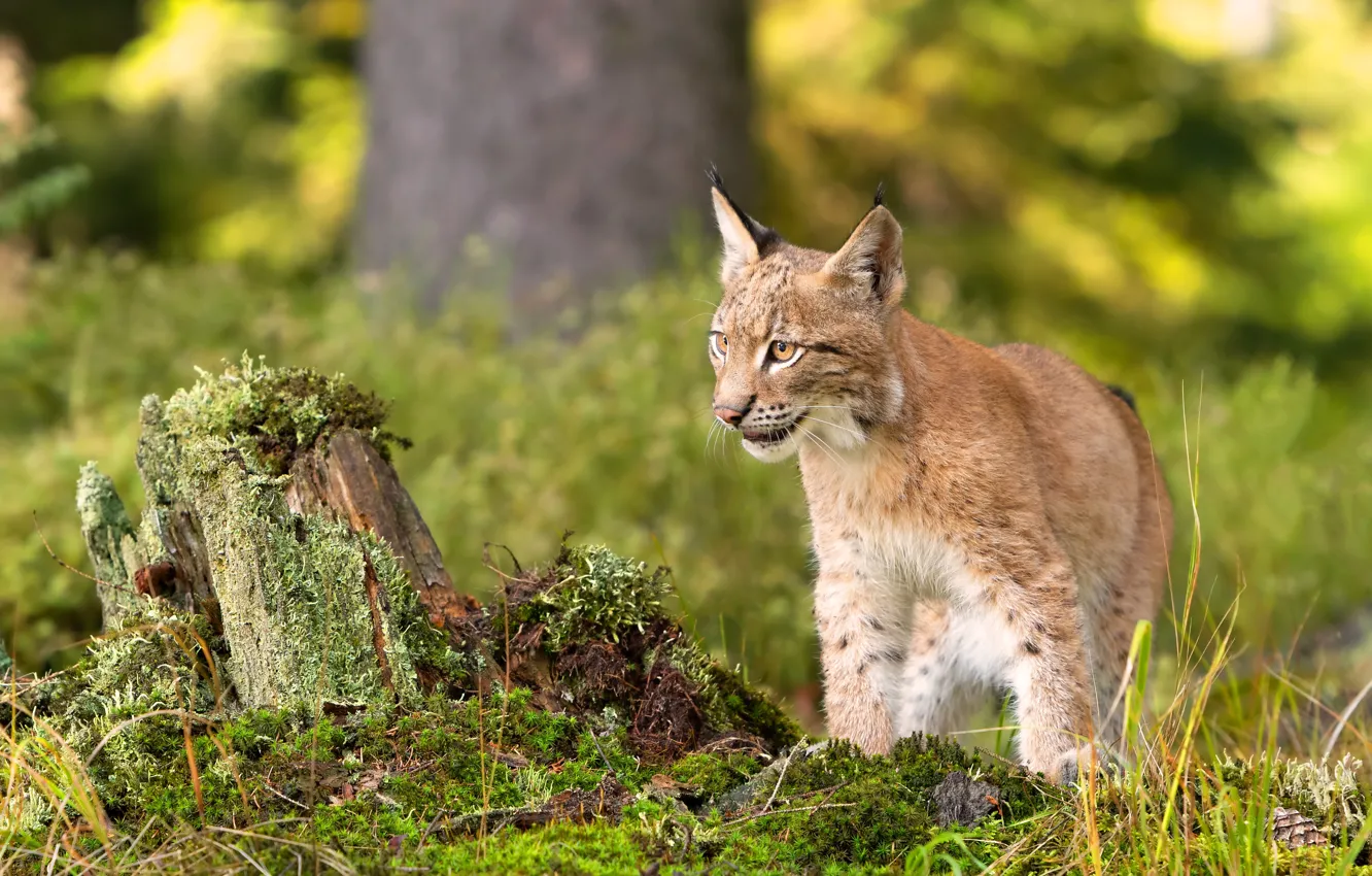 Photo wallpaper forest, look, nature, pose, background, moss, stump, lynx