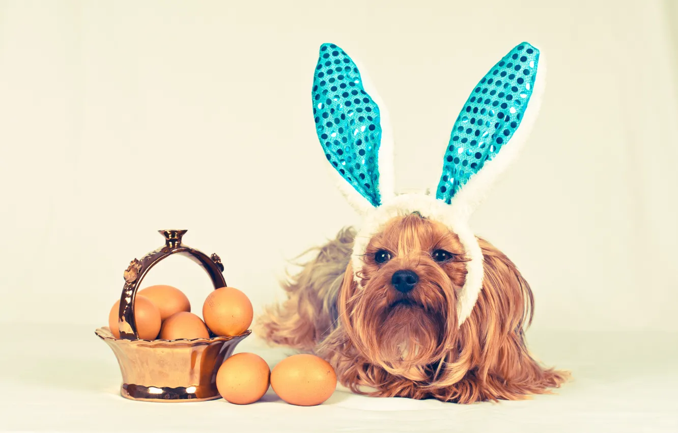 Photo wallpaper dog, basket, ears