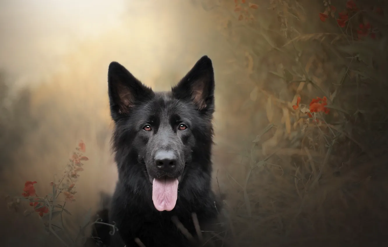 Photo wallpaper look, each, dog