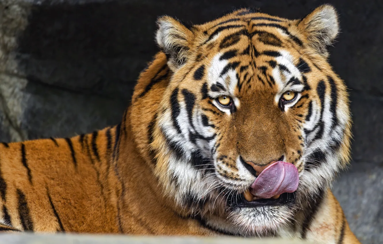 Photo wallpaper language, look, face, tiger, portrait, licked