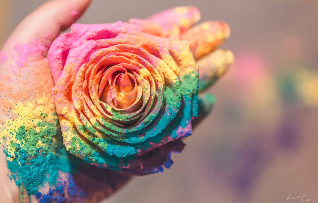 Photo wallpaper flower, hand, color