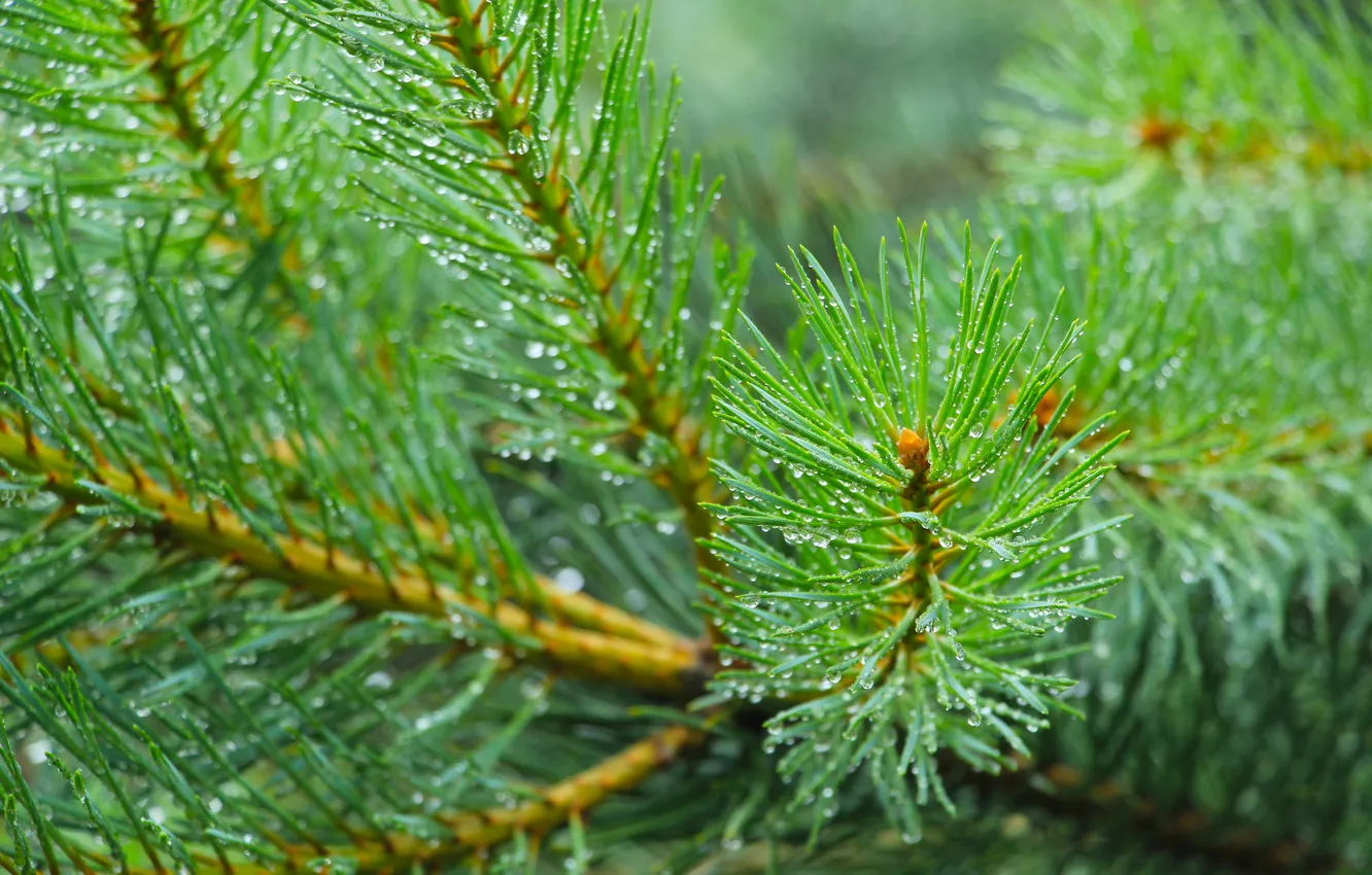 Photo wallpaper green, pine, twig