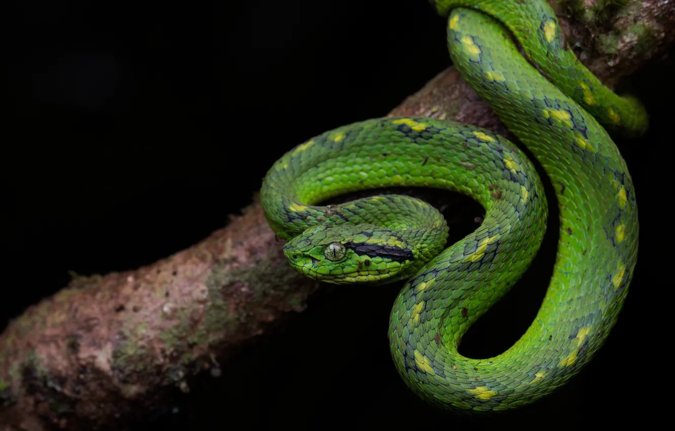 Photo wallpaper look, pose, tree, snake, branch, scales, black background, green