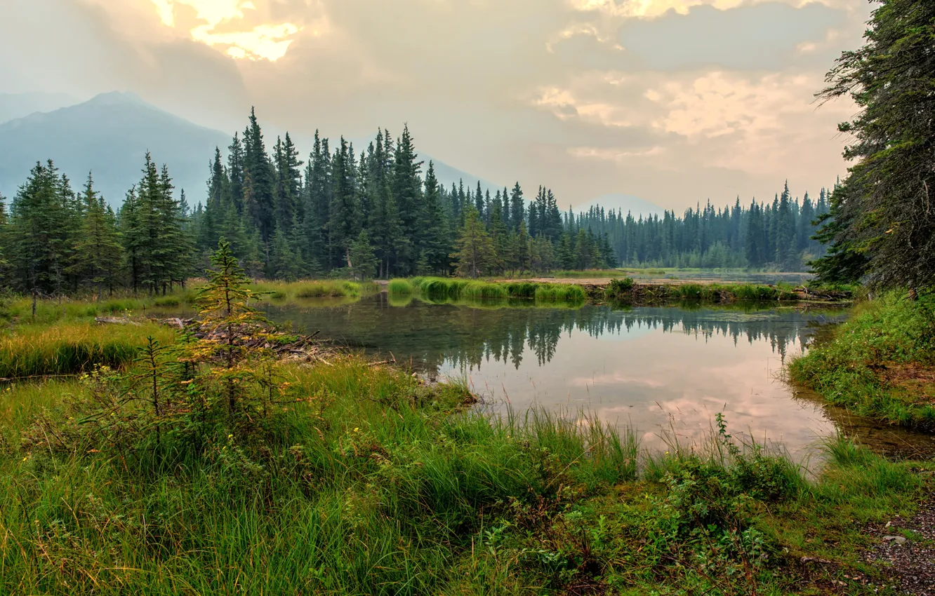 Photo wallpaper forest, clouds, trees, mountains, fog, lake, Alaska, Denali National Park