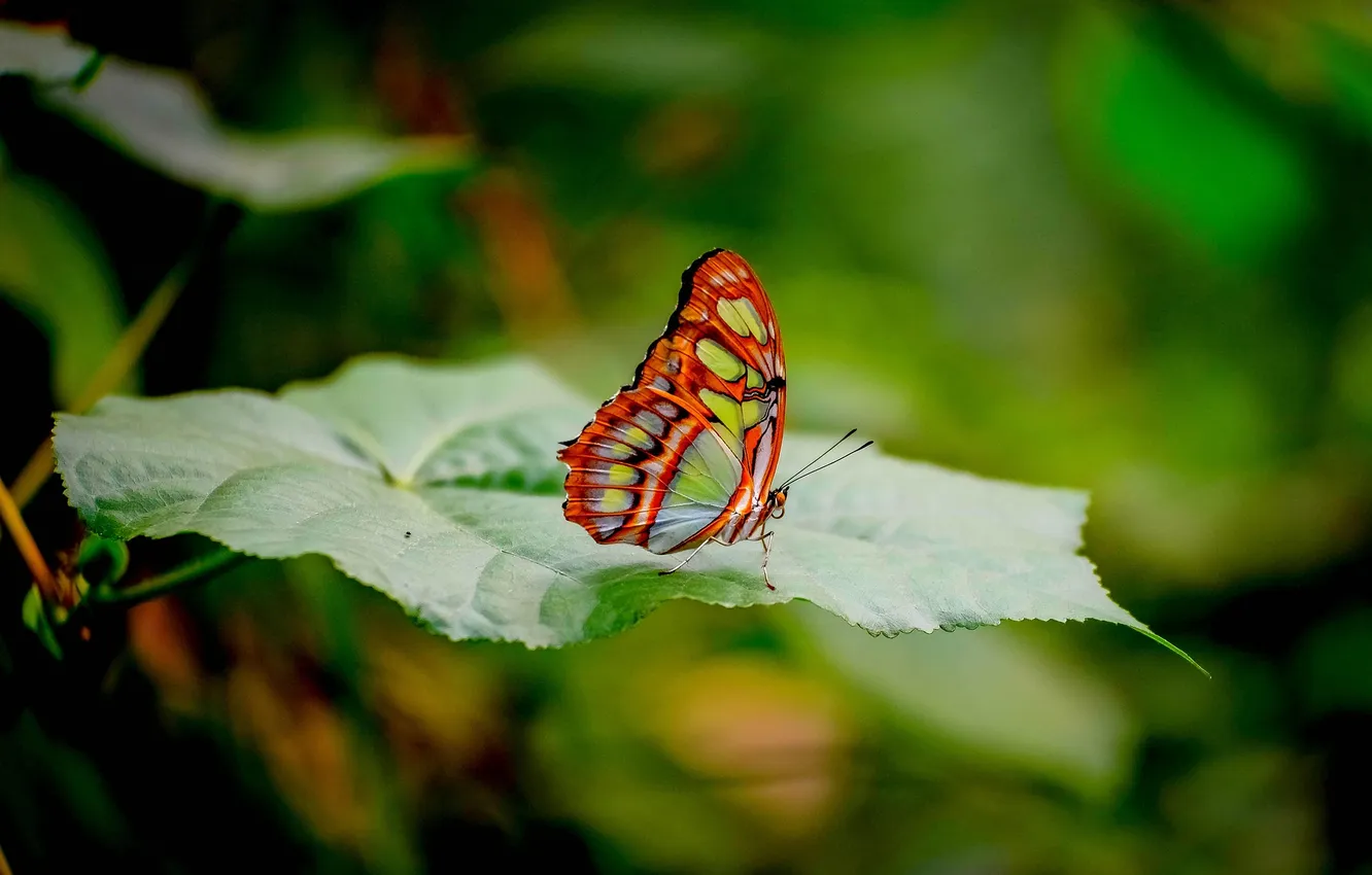 Photo wallpaper leaves, microsemi, butterfly, wings, insect, beautiful, closeup