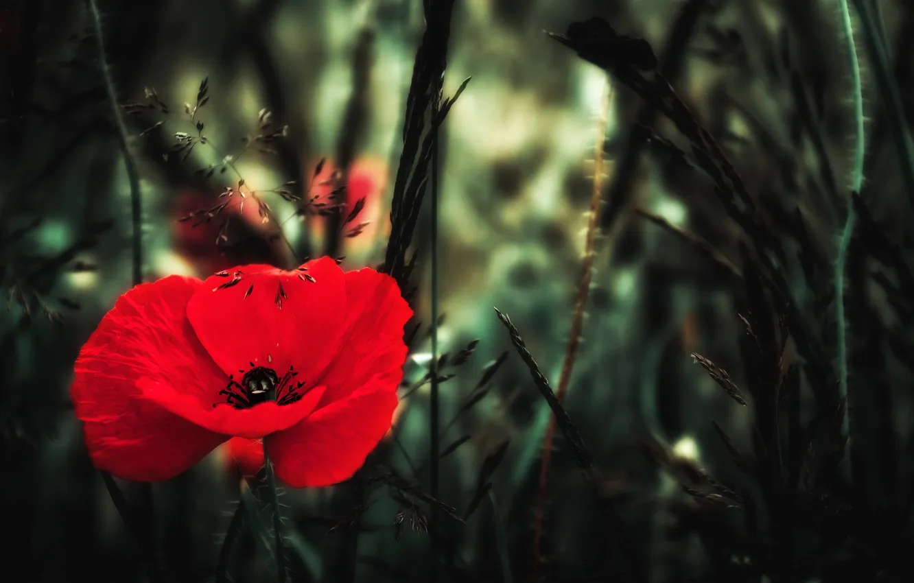 Photo wallpaper summer, nature, Mac