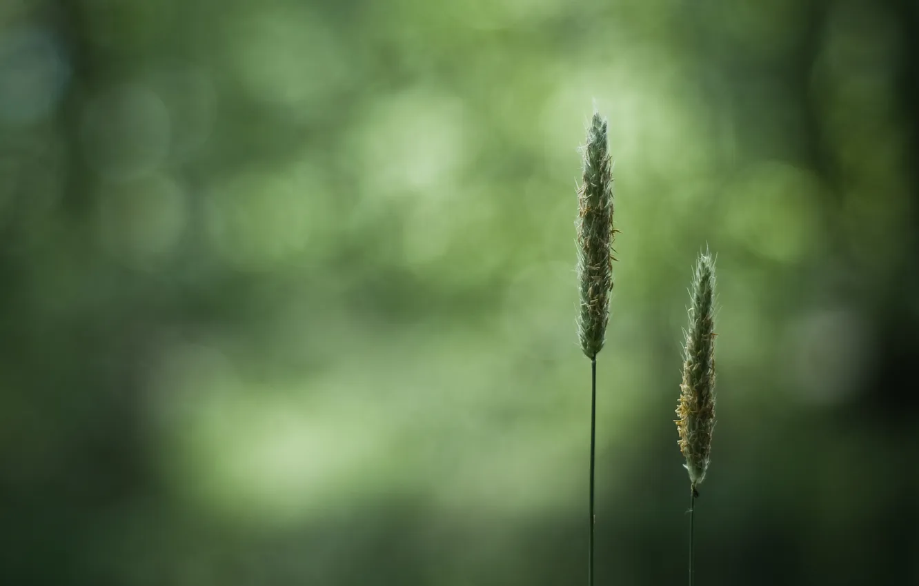 Photo wallpaper wheat, field, grass, nature, Wallpaper, spikelets, ears, macro photo