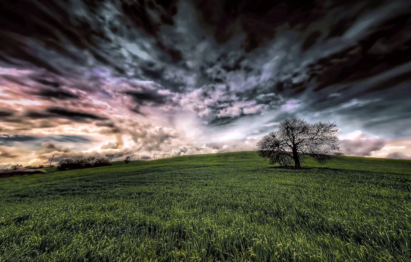 Photo wallpaper field, the sky, trees
