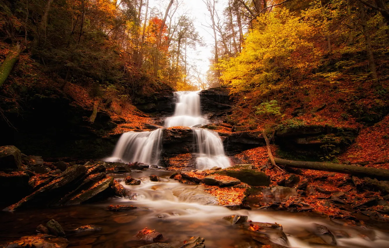Photo wallpaper autumn, forest, river