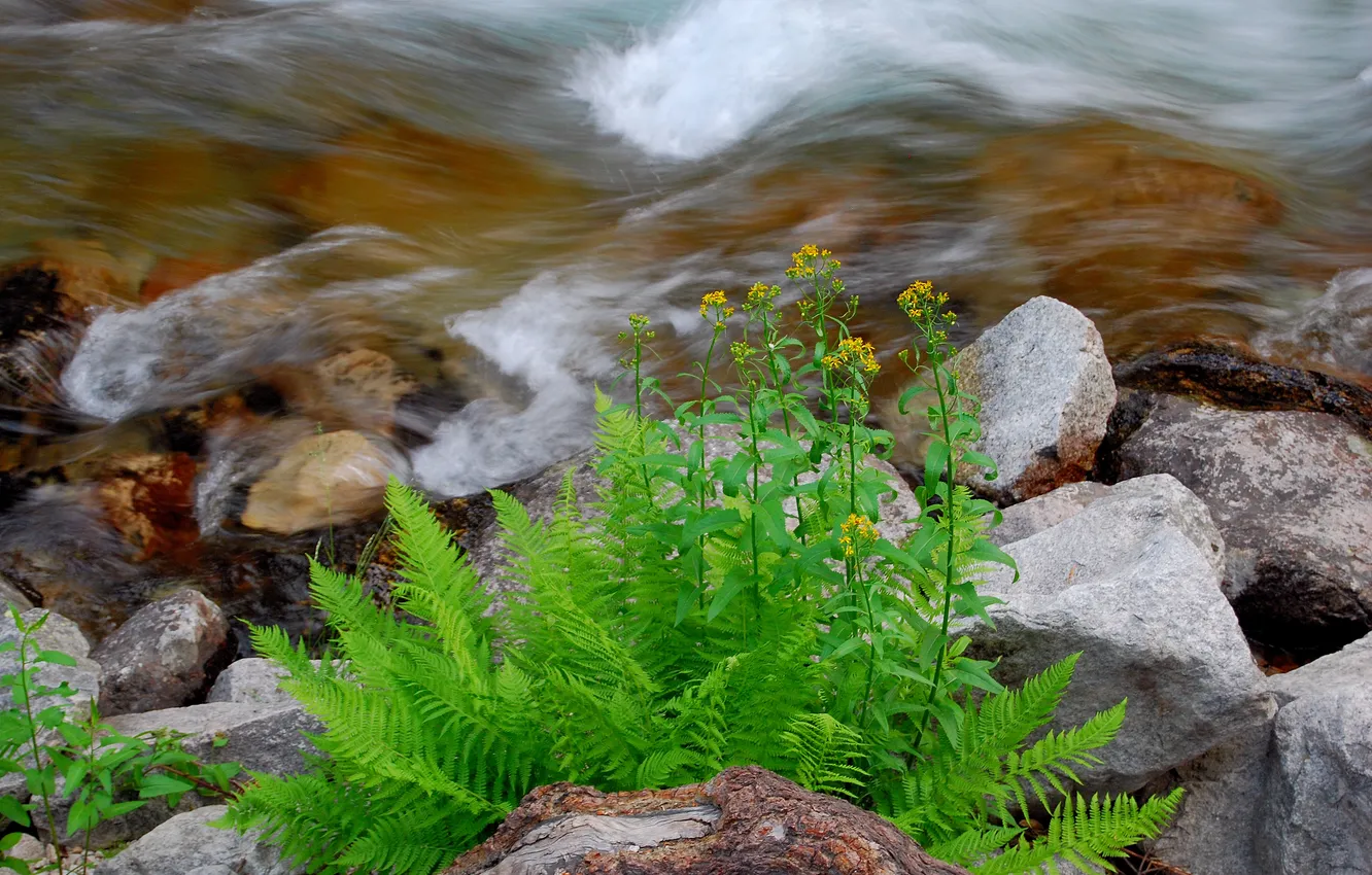 Photo wallpaper grass, macro, flowers, river, stream, stones