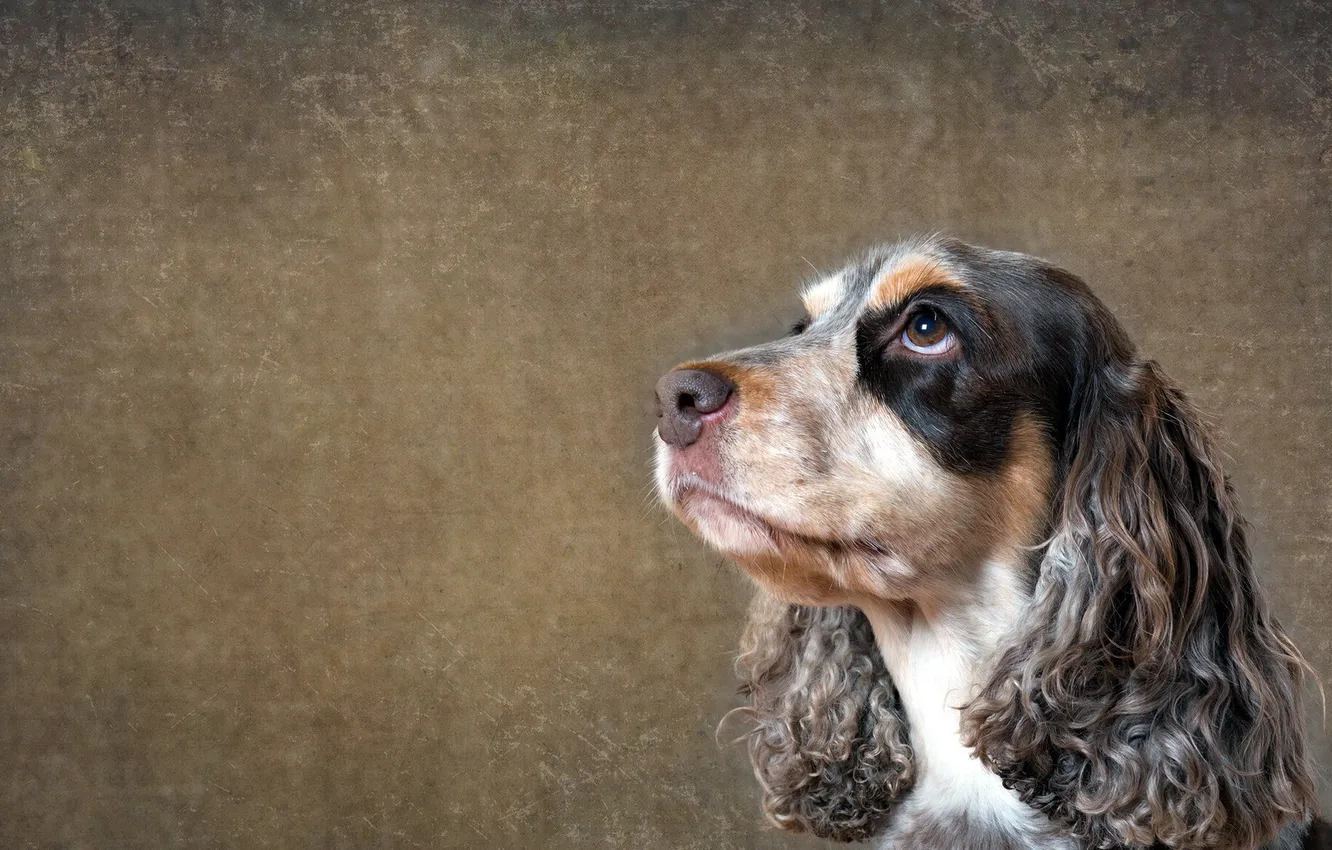 Photo wallpaper look, each, dog, Spaniel