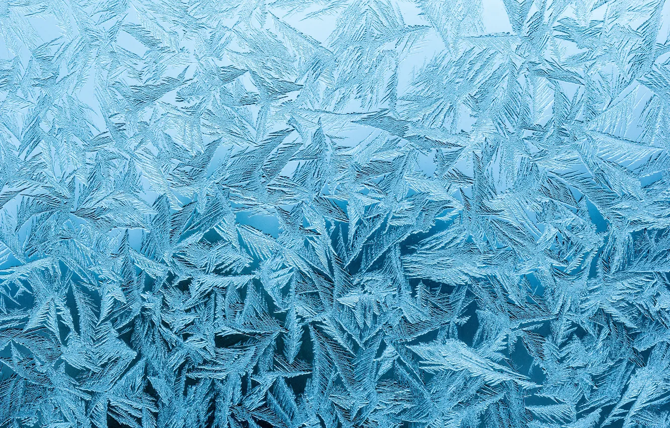 Photo wallpaper texture, winter, branch, frost