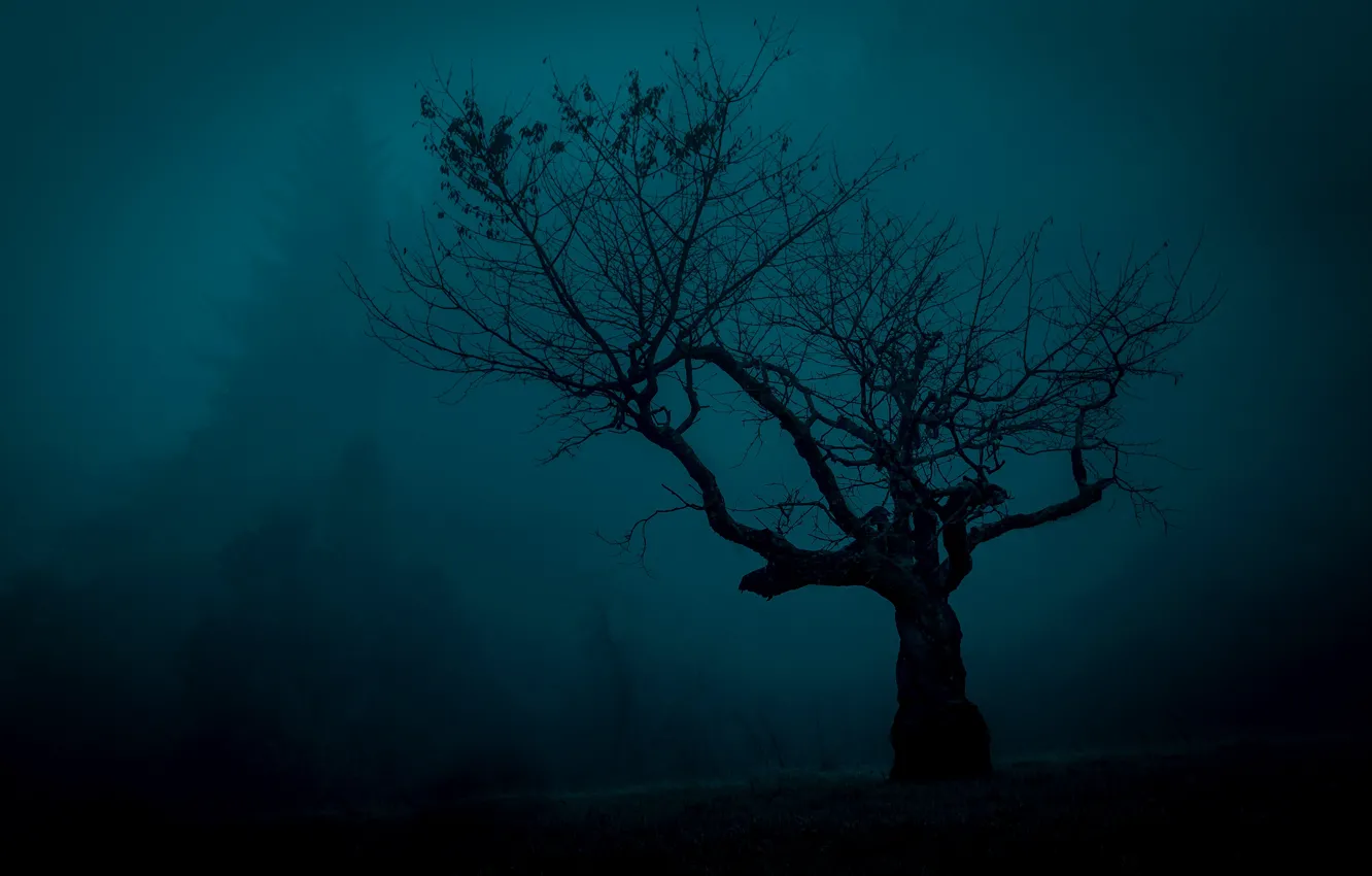 Photo wallpaper fog, tree, mystic, silhouette