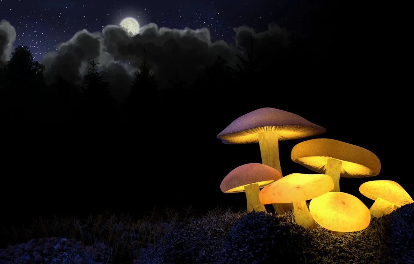 Photo wallpaper forest, light, night, yellow, the moon, mushrooms, glow, ate