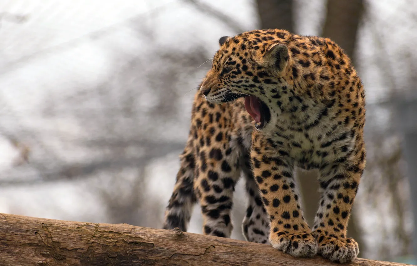 Photo wallpaper language, cat, face, trees, branches, nature, background, mouth
