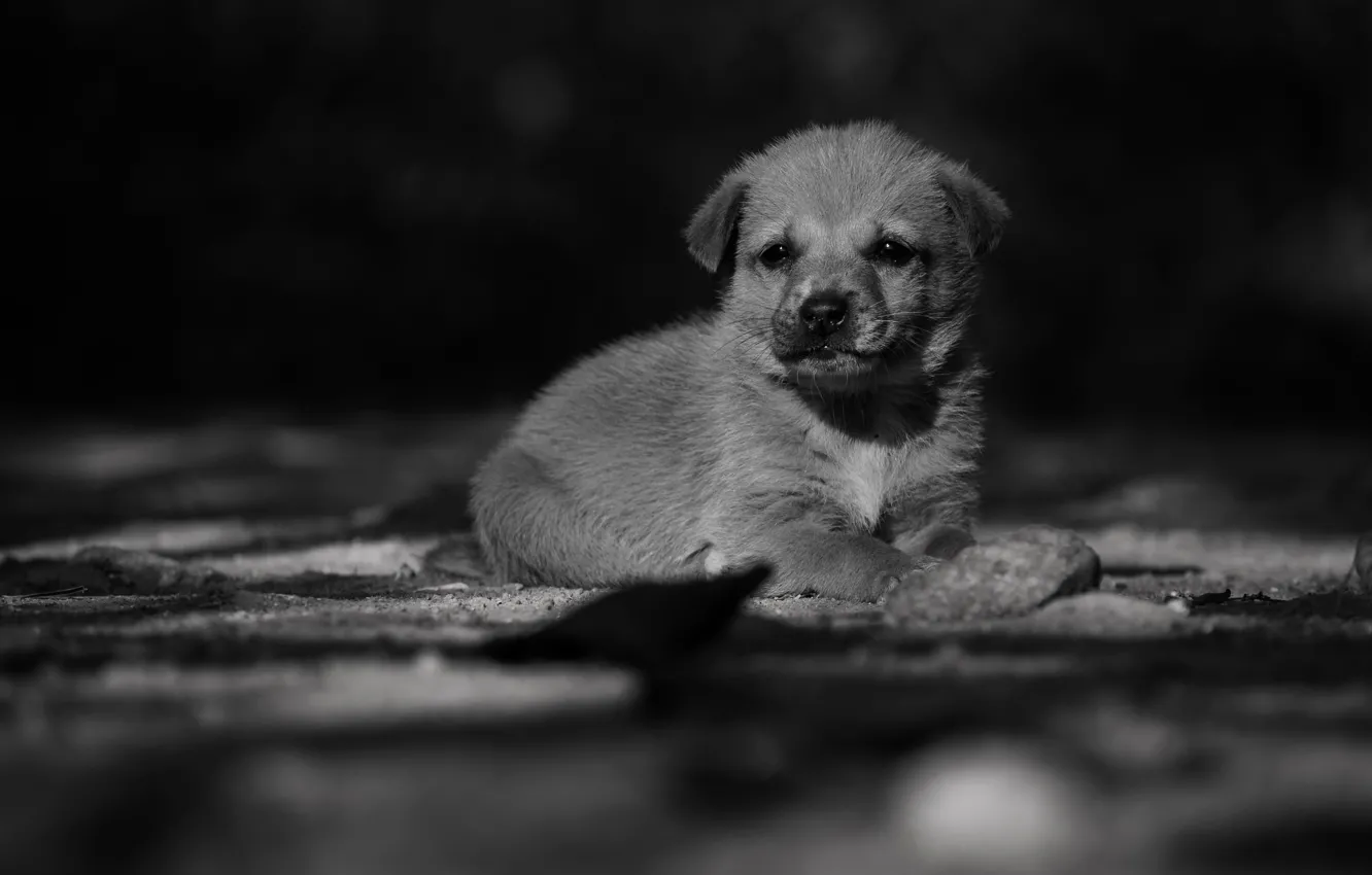 Photo wallpaper puppy, little dog