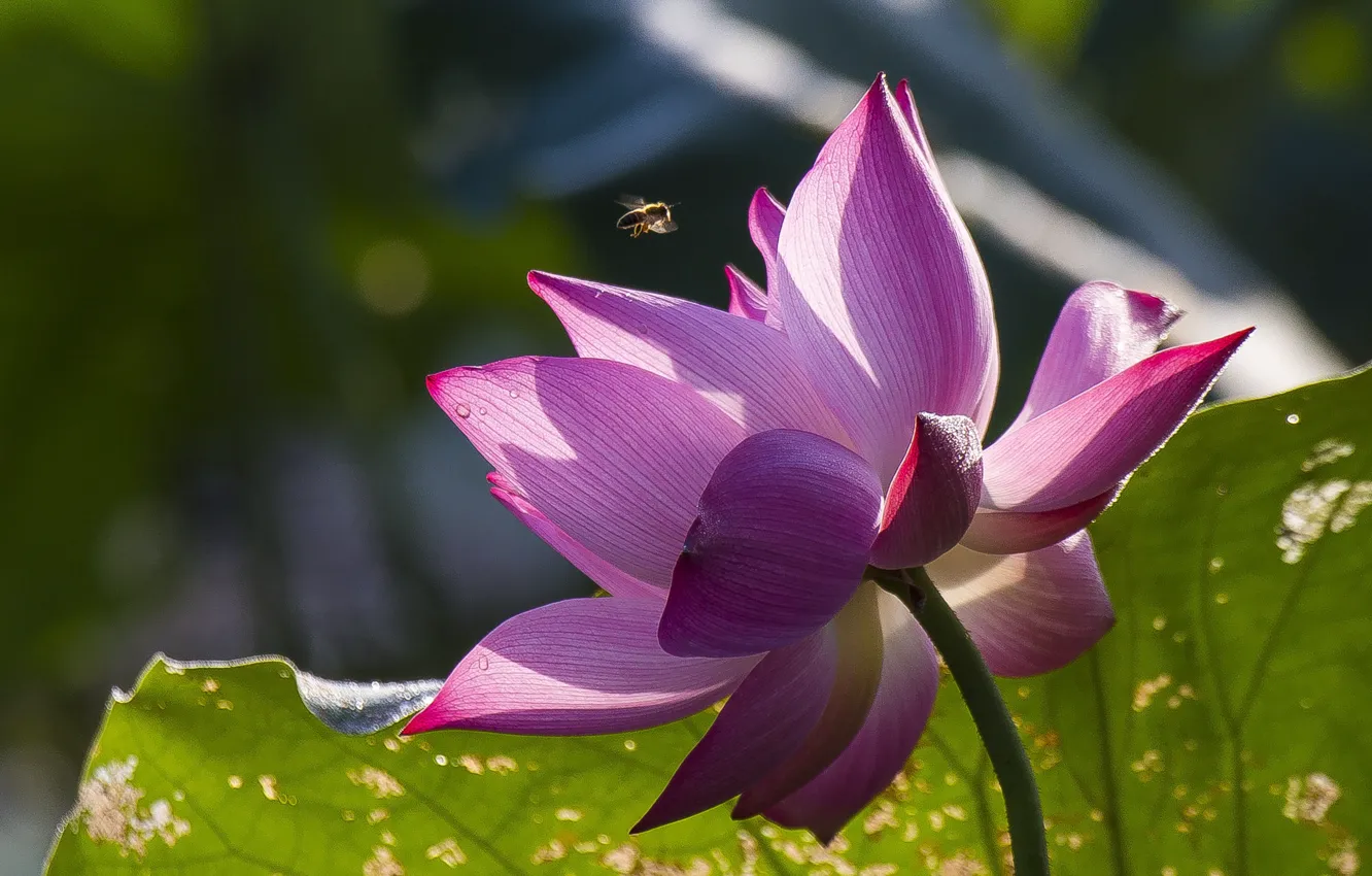 Photo wallpaper macro, light, flowers, bee, background, leaf, petals, Lotus
