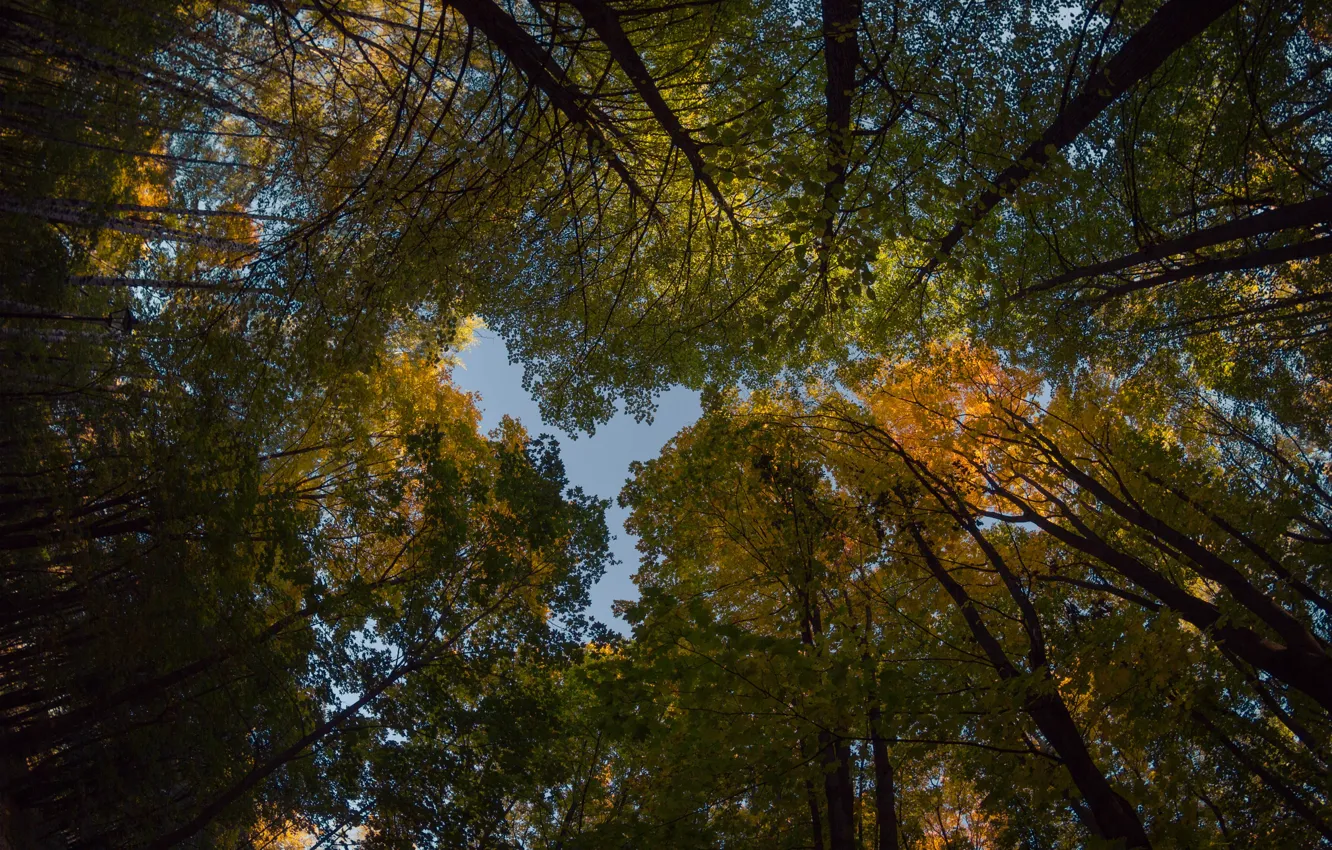 Photo wallpaper autumn, the sky, the autumn sky