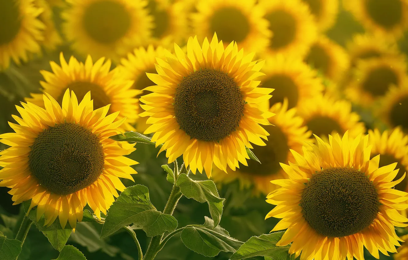 Photo wallpaper summer, sunflowers, nature
