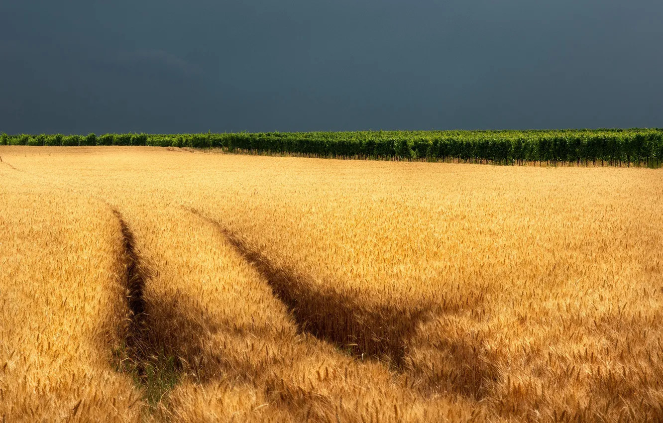 Photo wallpaper field, summer, ears
