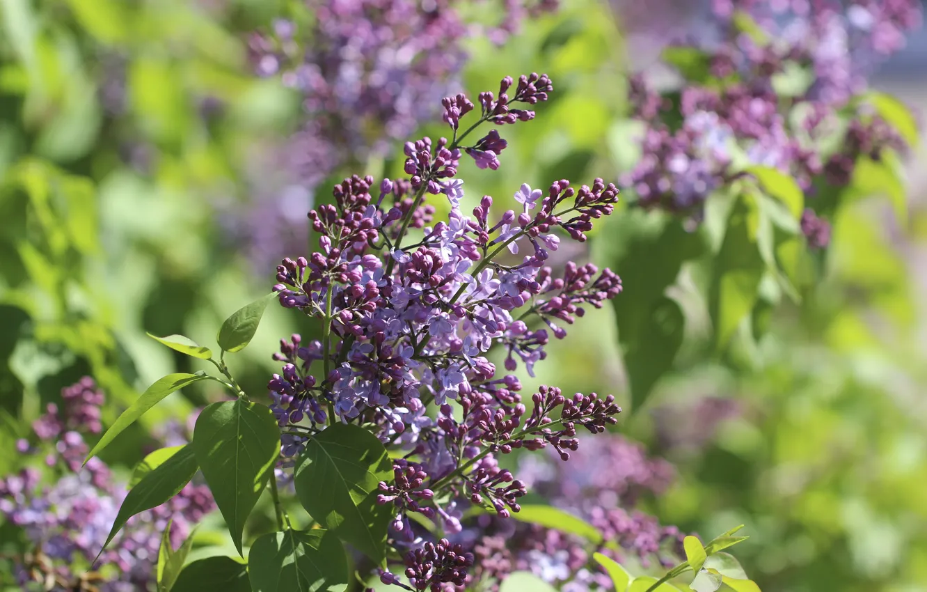 Photo wallpaper background, spring, lilac