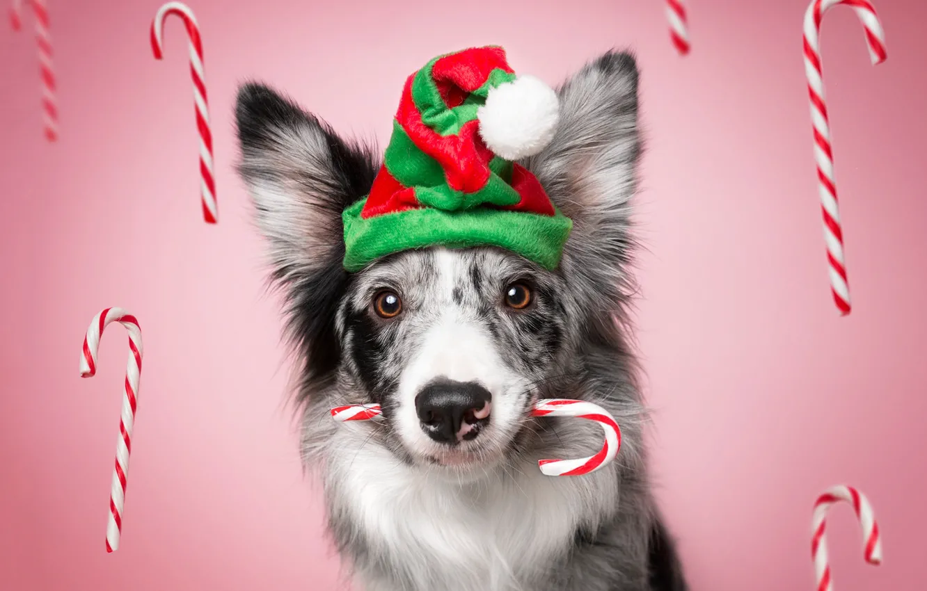 Photo wallpaper look, face, strips, holiday, new year, portrait, Christmas, dog