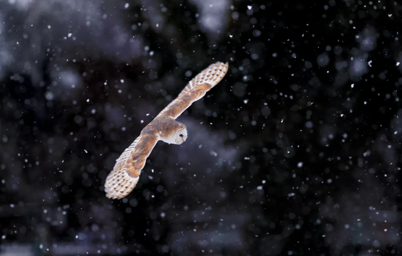 Photo wallpaper owl, wings, soars