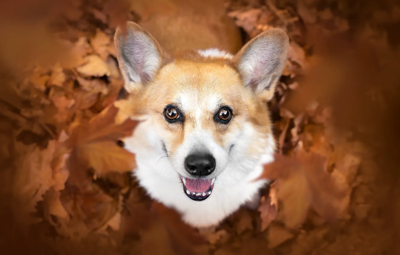 Photo wallpaper look, leaves, mood, dog, ears, face, Welsh Corgi