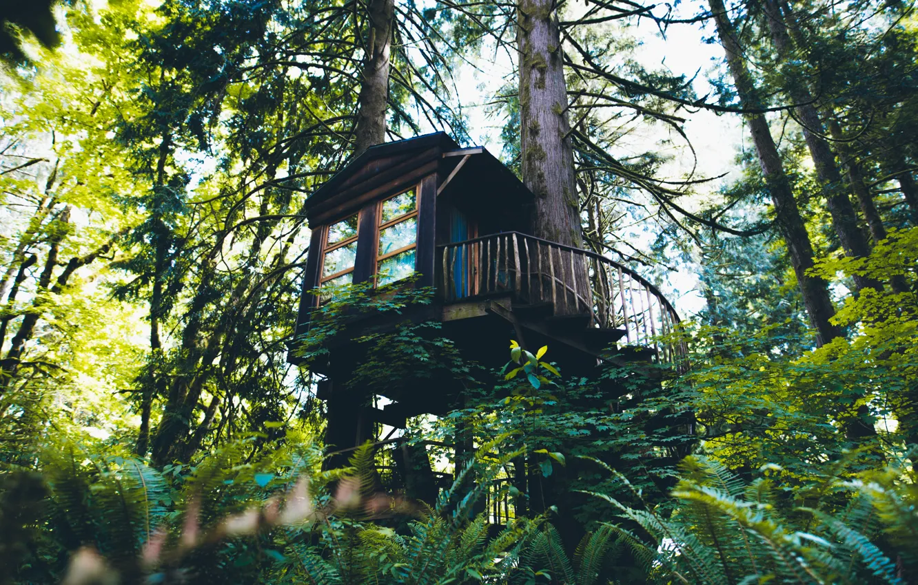 Photo wallpaper forest, trees, nature, house, Washington