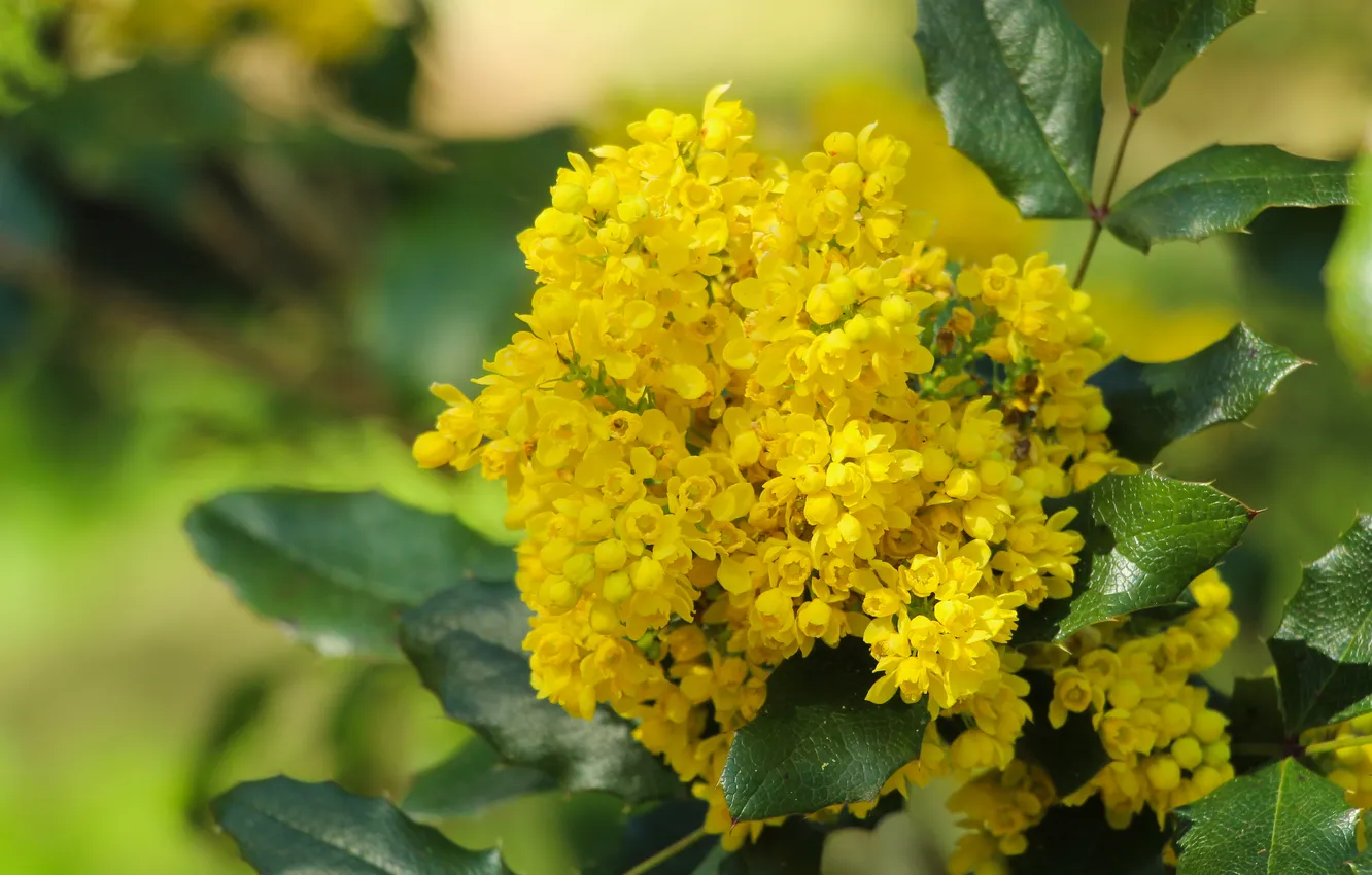 Photo wallpaper yellow, leafs, spring, blooming