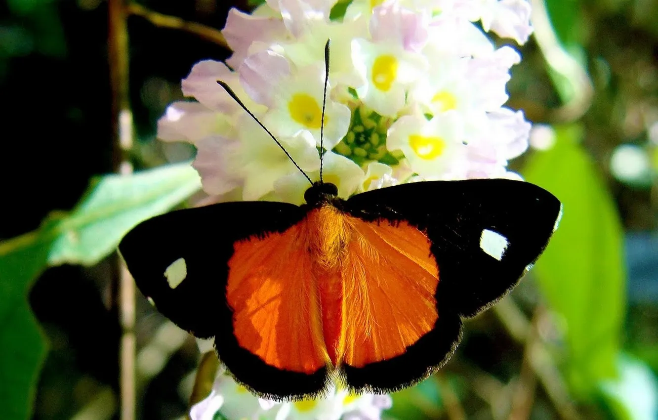 Photo wallpaper flowers, macro, butterfly, wings, beautiful, closeup