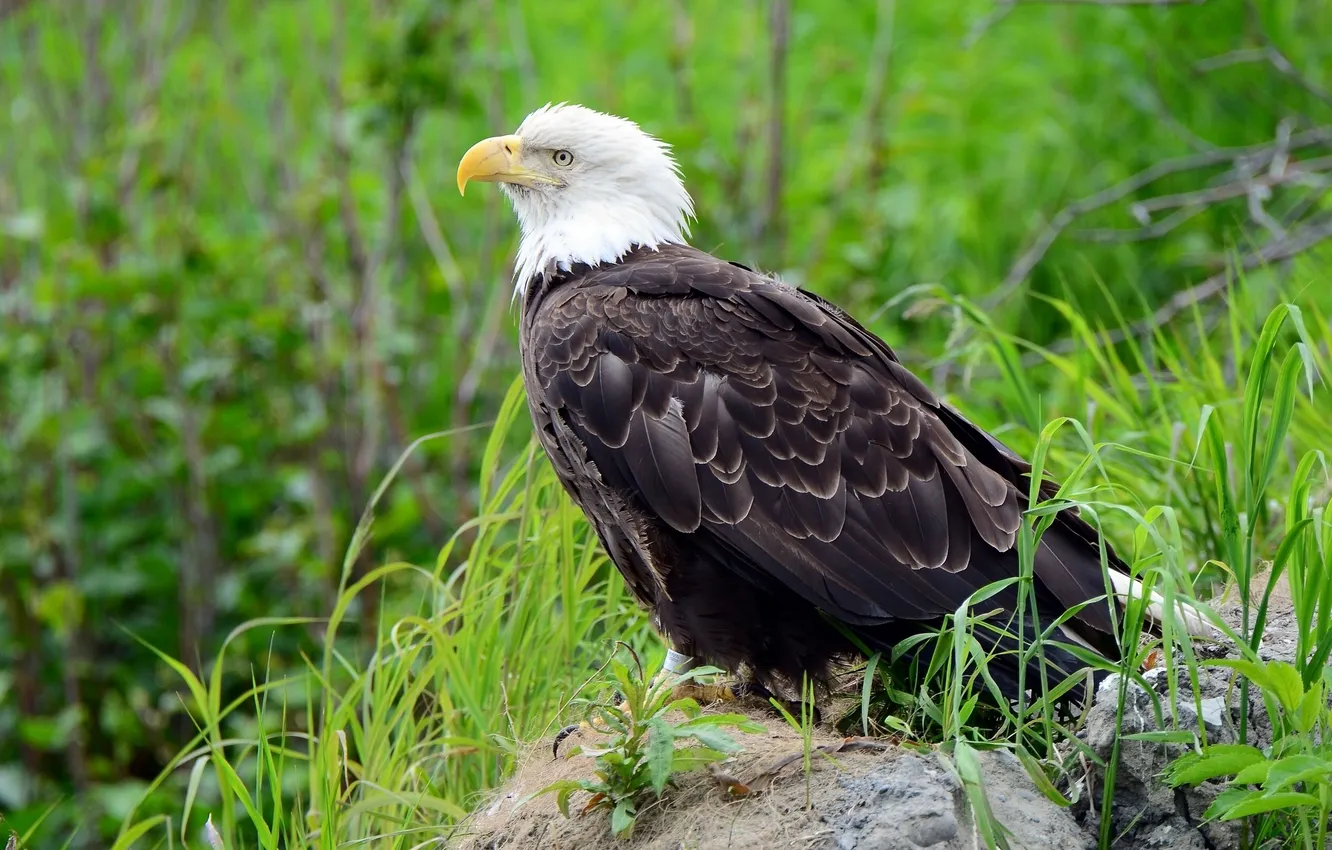 Photo wallpaper bird, bald eagle, bald eagle