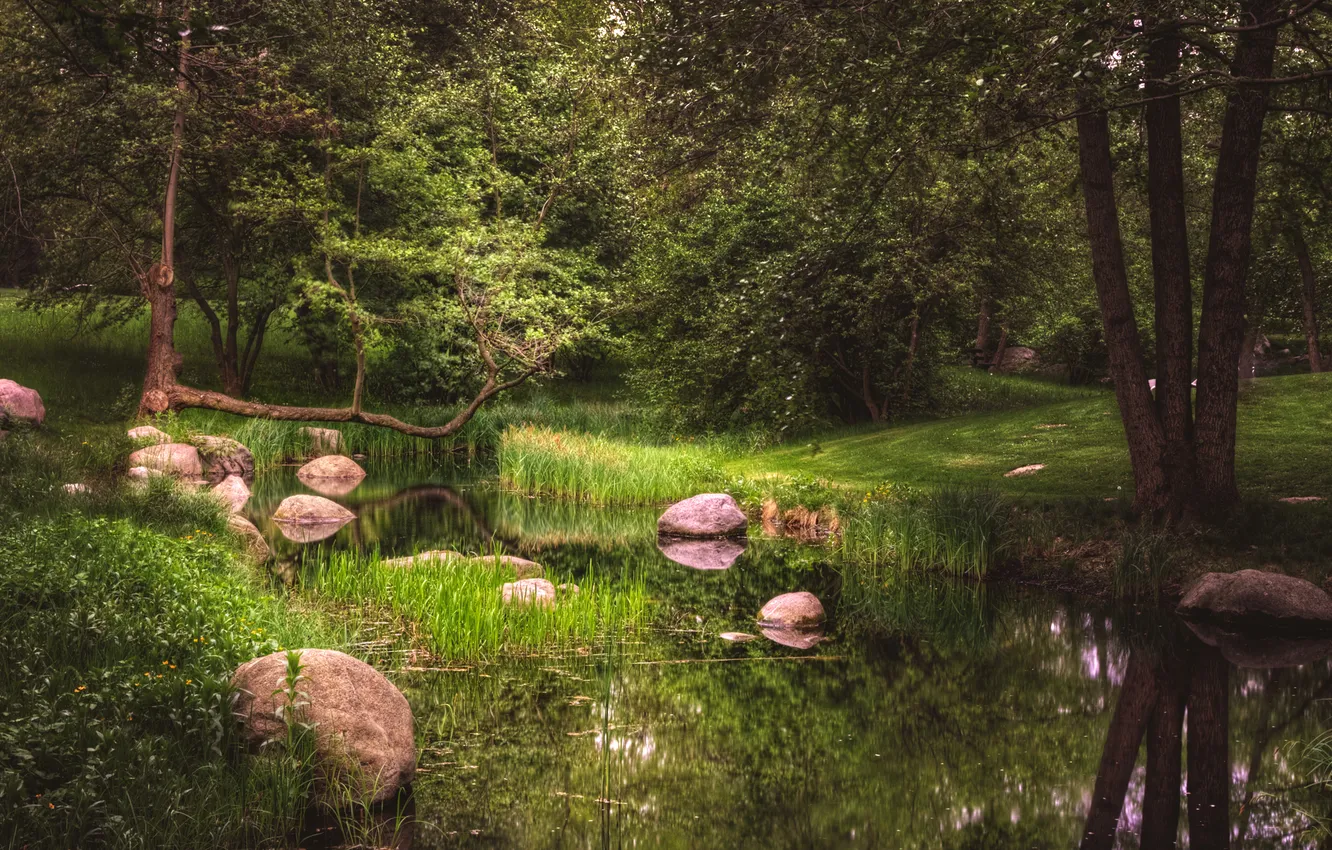 Photo wallpaper greens, grass, trees, pond, Park, the reeds, stones, Germany