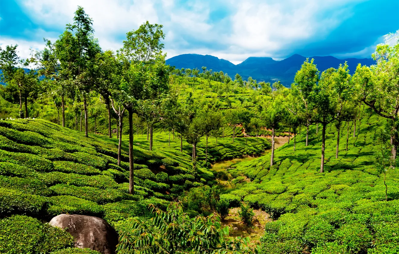 Photo wallpaper greens, field, trees, mountains, India, Kerala