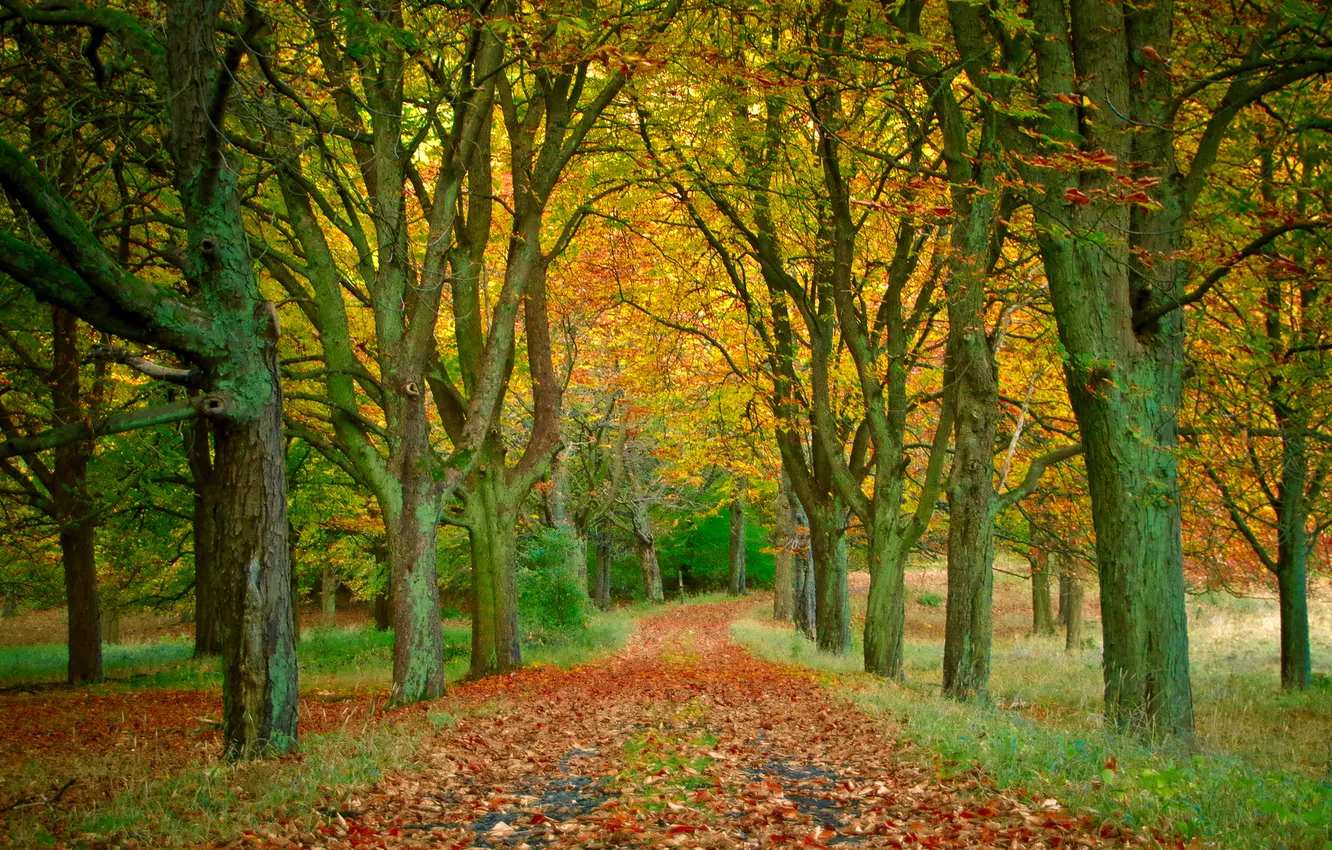 Photo wallpaper autumn, leaves, trees, Park, track, alley