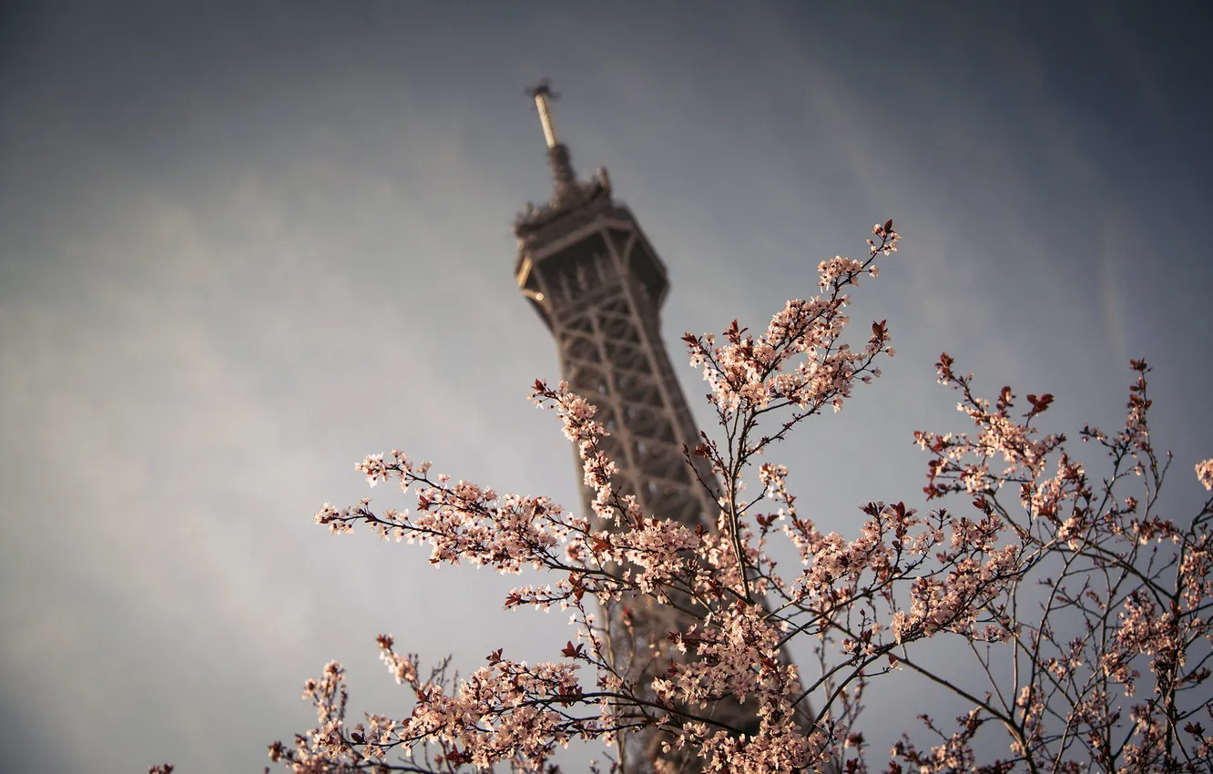 Photo wallpaper the sky, flowers, nature, the city, tree, France, Paris, spring