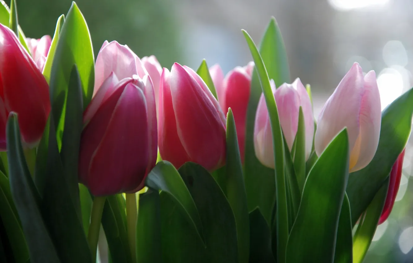 Photo wallpaper flowers, background, tulips