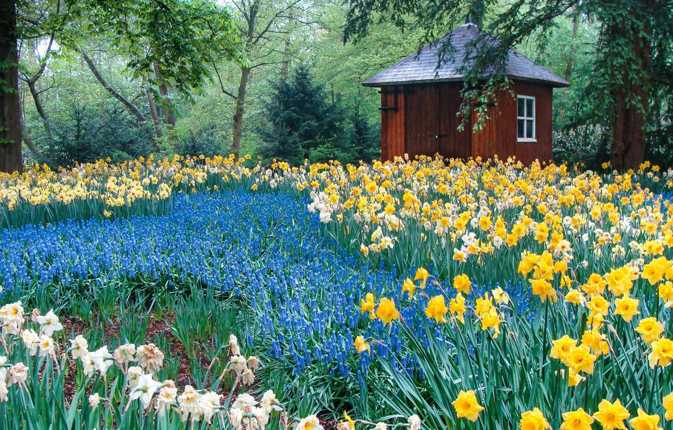 Photo wallpaper flowers, glade, spring, house, flowerbed, daffodils, Muscari