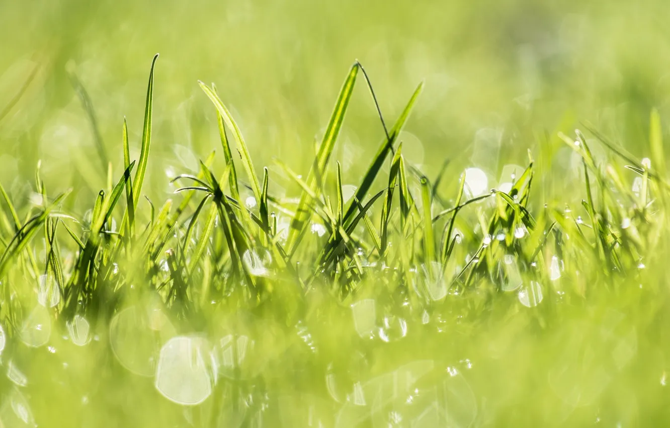 Photo wallpaper grass, light, nature, green, green, plants, light, grass