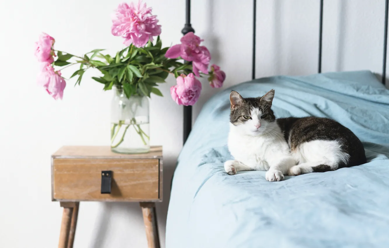 Photo wallpaper cat, cat, flowers, bed, bouquet