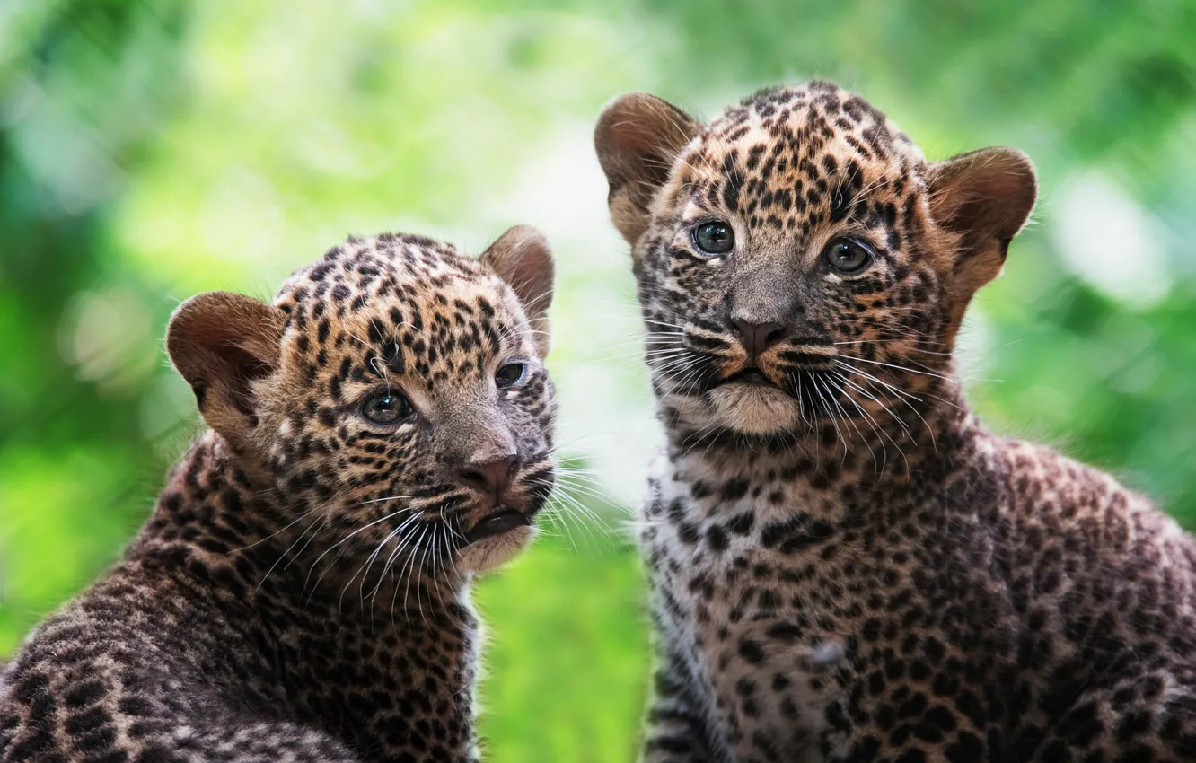 Photo wallpaper look, background, portrait, baby, leopard, cub, kitty, face