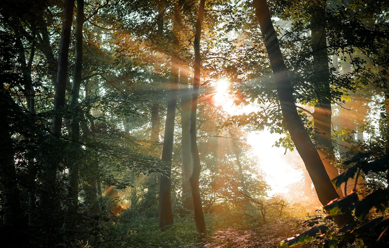 Photo wallpaper forest, the sun, rays, foliage