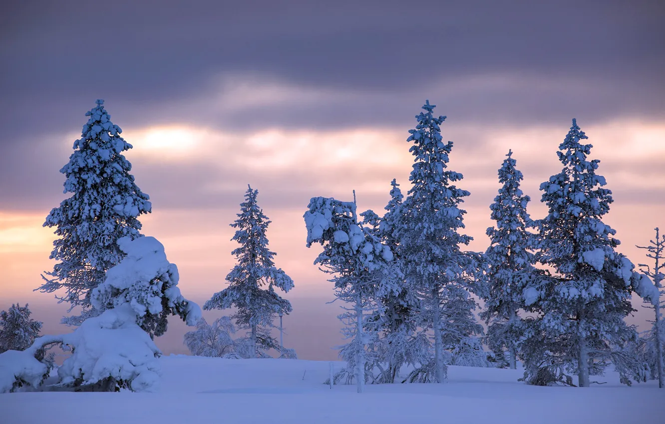 Photo wallpaper winter, forest, snow