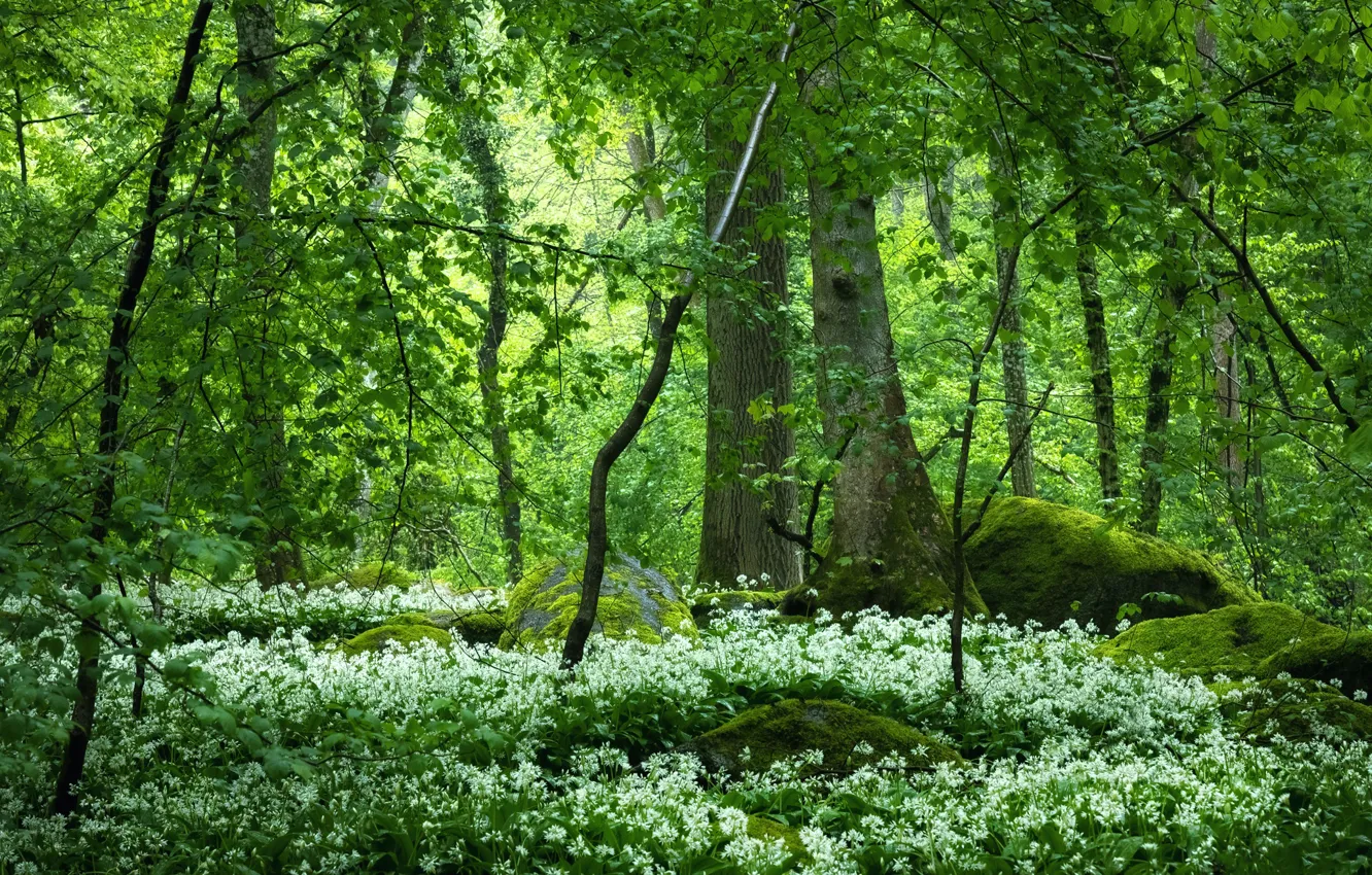 Photo wallpaper greens, forest, trees, branches, stones, thickets, foliage, moss