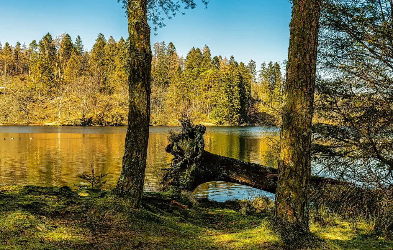 Photo wallpaper autumn, forest, the sky, light, trees, shore, log, pond