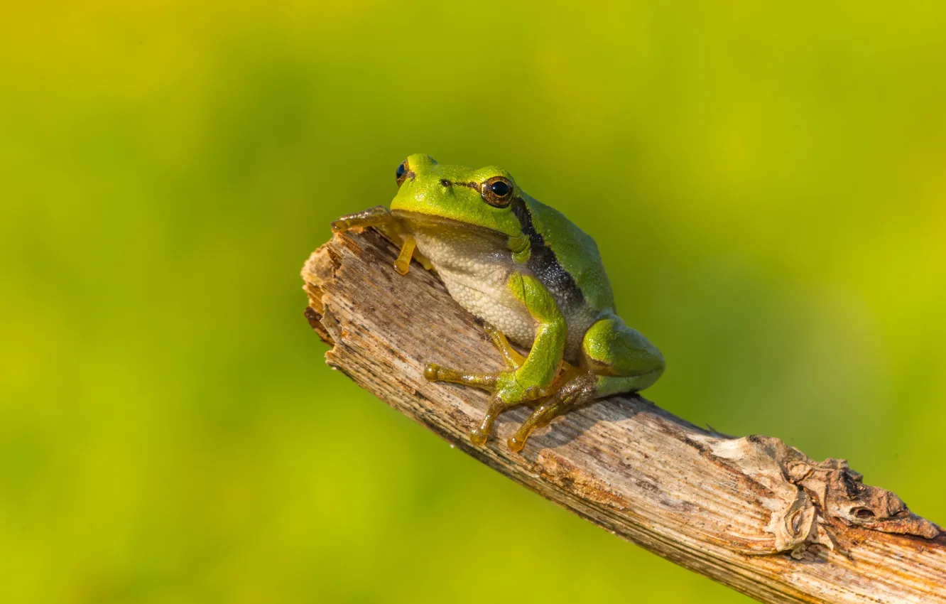 Photo wallpaper macro, green, background, frog, bitches
