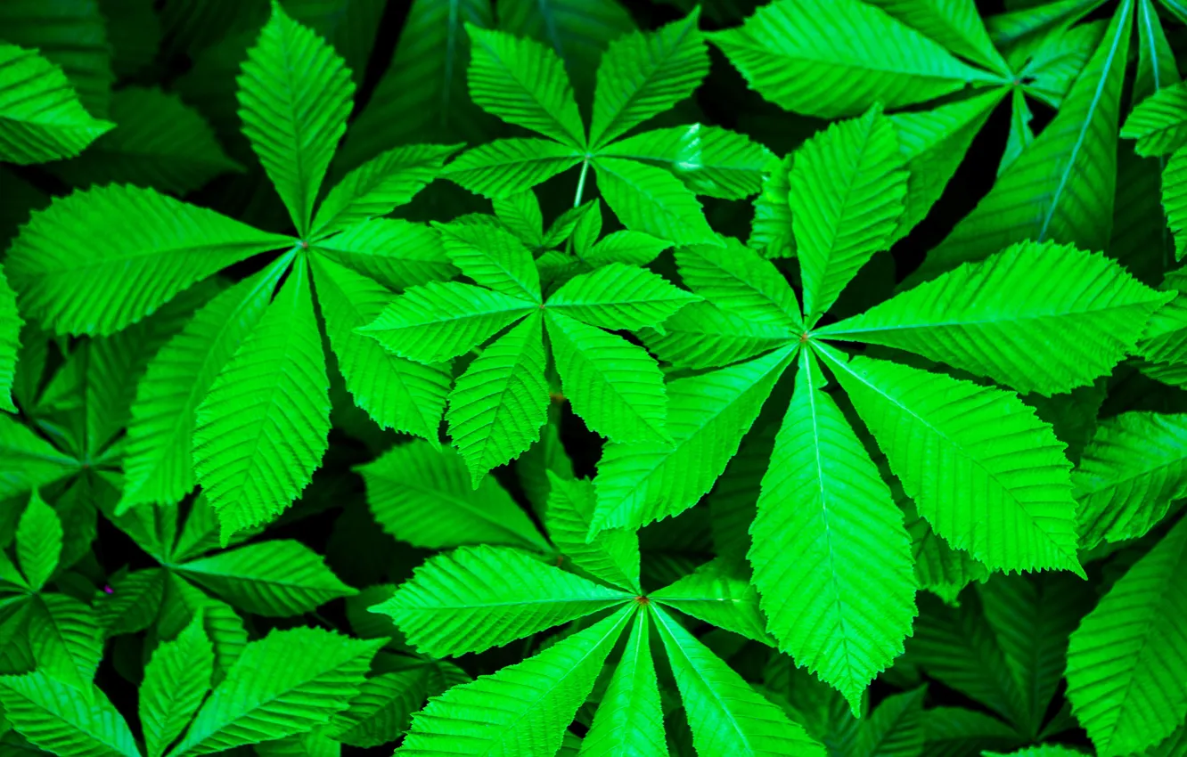 Photo wallpaper leaves, macro, chestnuts