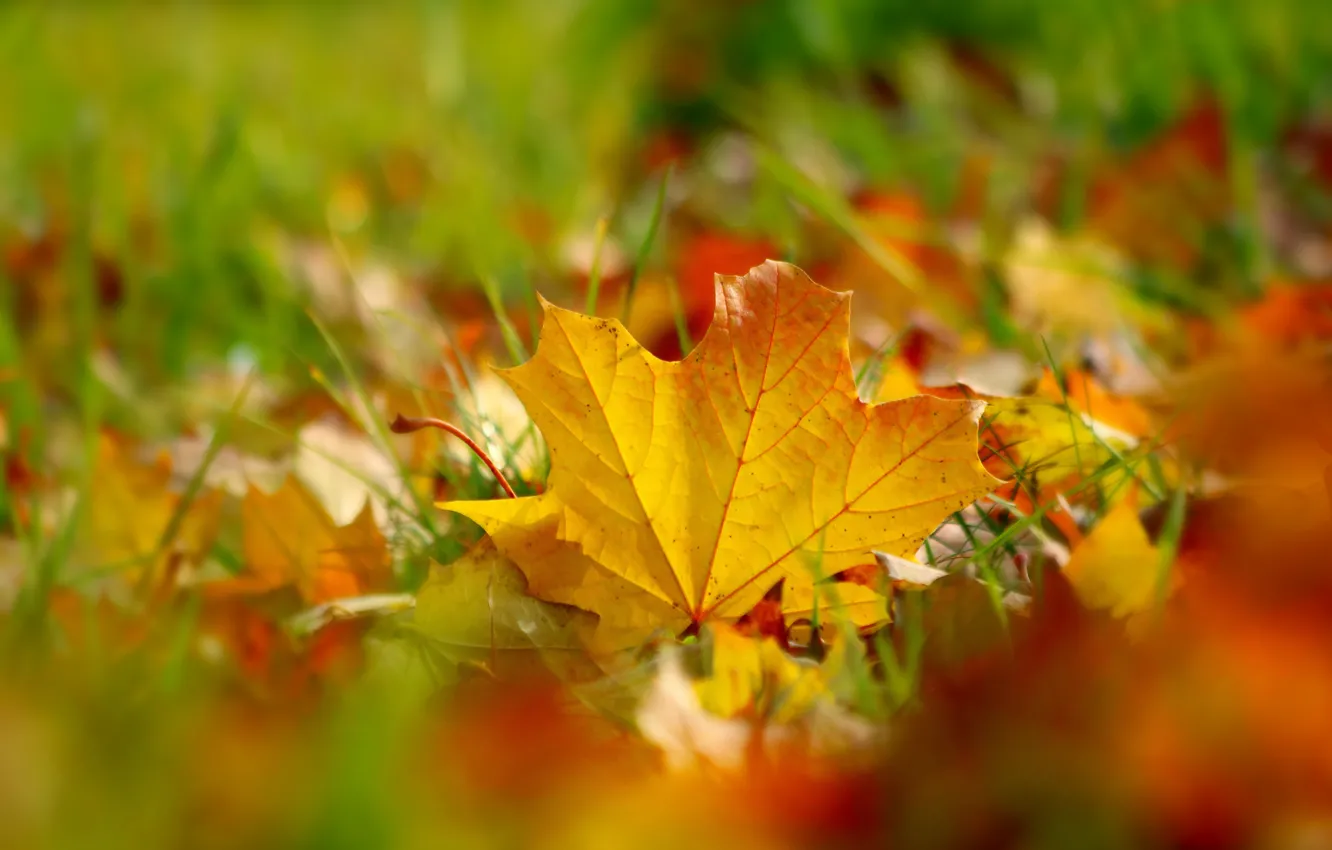 Photo wallpaper autumn, grass, leaves, yellow, foliage, leaf, blur, maple leaf