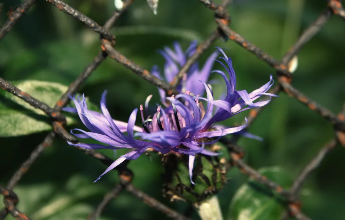 Photo wallpaper flowers, wire, lilac