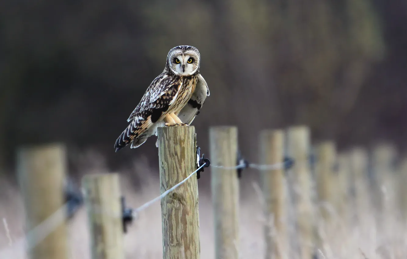 Photo wallpaper field, owl, bird, the fence